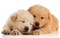 dog - Darmowy animowany GIF
