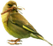 oiseaux - ücretsiz png animasyonlu GIF