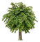 Baum - besplatni png animirani GIF