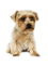 Tube Animaux Chien - 無料png アニメーションGIF