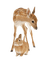 deer kain - безплатен png анимиран GIF