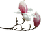 fleur - nemokama png animuotas GIF