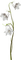 white flowers - bezmaksas png animēts GIF