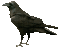 Ravens - GIF animé gratuit GIF animé