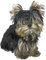 Kaz_Creations  Dog Pup - ücretsiz png animasyonlu GIF