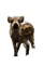 charmille _ animaux _ sauvages - kostenlos png Animiertes GIF