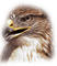 hawk katrin - ücretsiz png animasyonlu GIF