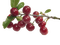 cherry,tree - zdarma png animovaný GIF