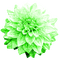 Flower.Green - bezmaksas png animēts GIF