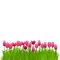 tulips png - zadarmo png animovaný GIF