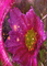 Flowers - GIF animé gratuit