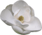 White Magnolia - δωρεάν png κινούμενο GIF