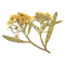 dried pressed flowers - безплатен png анимиран GIF