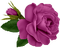 Kaz_Creations Deco Flower  Colours - Free PNG Animated GIF
