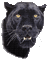Leopard - Ücretsiz animasyonlu GIF animasyonlu GIF