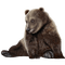 brown bear bp - gratis png geanimeerde GIF