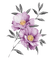Fleurs .Miriella - PNG gratuit GIF animé