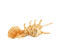 Морские ракушки