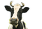 vache - png gratuito GIF animata
