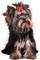 cecily-chien - PNG gratuit GIF animé