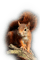 Eichhörnchen, squirrel - bezmaksas png animēts GIF