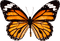 butterflies katrin - png ฟรี GIF แบบเคลื่อนไหว