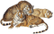 tigre ( - 免费PNG 动画 GIF