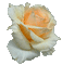 ruža - Darmowy animowany GIF animowany gif