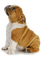 Bulldog - PNG gratuit GIF animé
