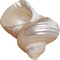 sea shells bp - zadarmo png animovaný GIF