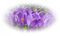 fleurs mauves - PNG gratuit GIF animé