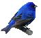 oiseau - Δωρεάν κινούμενο GIF κινούμενο GIF