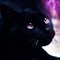 chat noir yeux violet