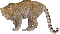jaguar - Darmowy animowany GIF animowany gif