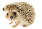 Kaz_Creations Hedgehog - ücretsiz png animasyonlu GIF