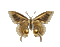 butterfly - Besplatni animirani GIF animirani GIF