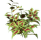 Planta color verde - png grátis Gif Animado