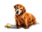 perro playa dubravka4 - png gratis GIF animado