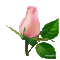 różą - GIF animate gratis GIF animata