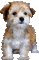 chien - Ücretsiz animasyonlu GIF animasyonlu GIF