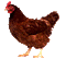poule - Darmowy animowany GIF animowany gif