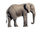 Kaz_Creations Elephant - бесплатно png анимированный гифка