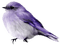Bird.White.Black.Purple - png grátis Gif Animado