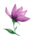Flower - zdarma png animovaný GIF