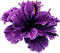 purple flower 5 - png gratis GIF animado