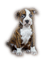 chien - png gratis GIF animasi