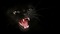 Chat Noir - png gratuito GIF animata