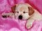 chien rose - gratis png animerad GIF