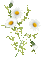 soave deco spring flowers branch animated daisy - GIF animé gratuit GIF animé
