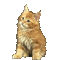 red hair cat gif chat rouge